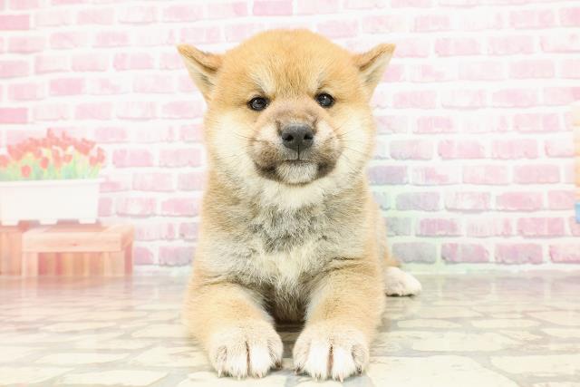 柴犬