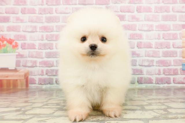 千葉県のポメラニアン (Coo&RIKUコメリパワー旭店/2025年3月30日生まれ/男の子/クリーム)の子犬