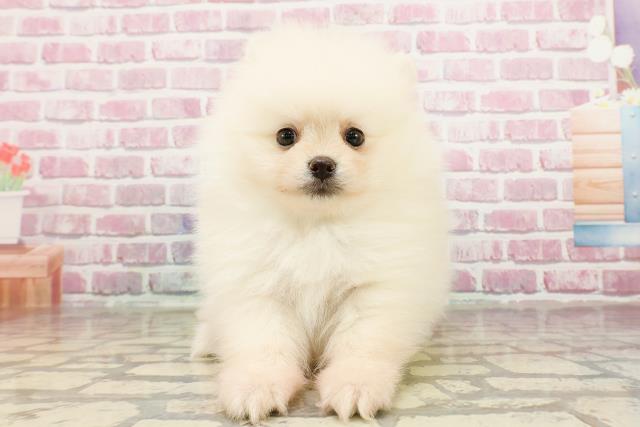 埼玉県のポメラニアン (Coo&RIKU岩槻店/2025年3月30日生まれ/男の子/クリーム)の子犬
