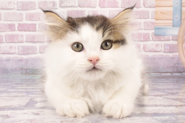 大阪府のラガマフィン (Coo&RIKU松原店/2025年3月30日生まれ/男の子/ブラウンタビーホワイト)の子猫