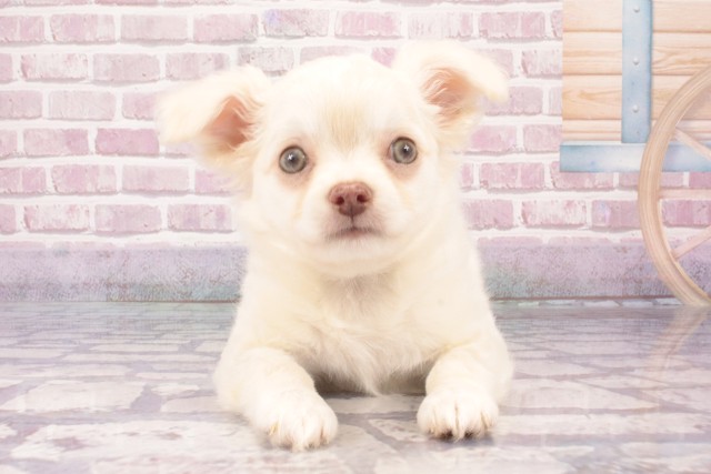 大阪府のチワワ(ロング) (Coo&RIKU城東古市店/2025年3月31日生まれ/男の子/クリーム)の子犬