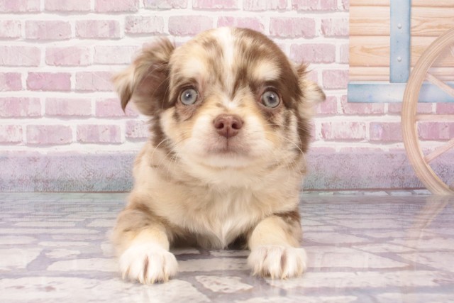 奈良県のチワワ(ロング) (Coo&RIKU天理店/2025年3月31日生まれ/男の子/チョコレートマール)の子犬