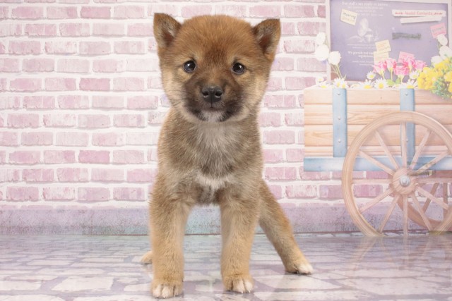奈良県の豆柴 (Coo&RIKU天理店/2025年3月27日生まれ/男の子/赤)の子犬