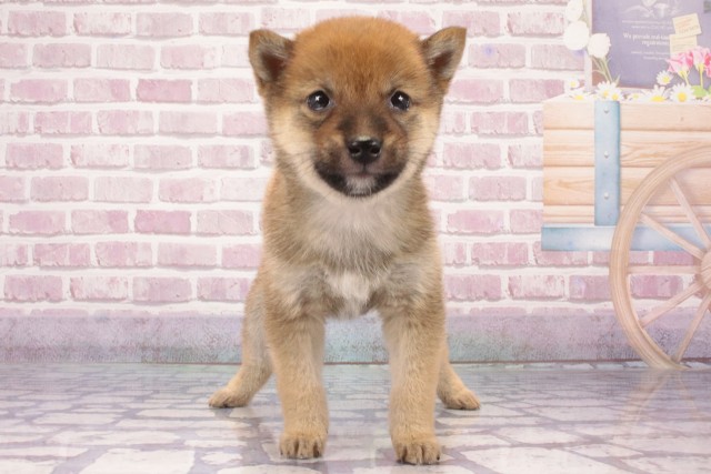滋賀県の豆柴 (Coo&RIKU滋賀草津店/2025年3月30日生まれ/男の子/赤)の子犬