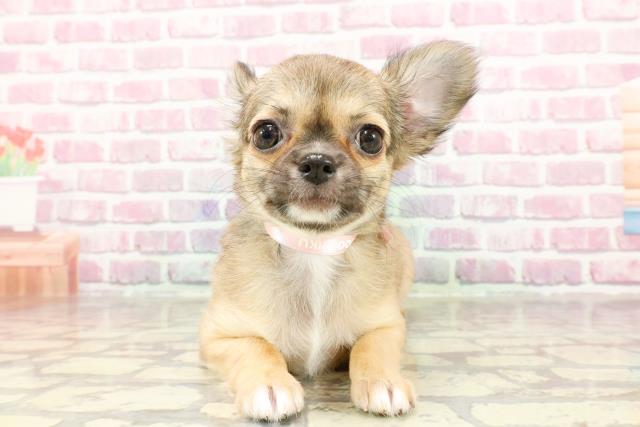 東京都のチワワ(ロング) (Coo&RIKU足立本店/2025年3月20日生まれ/女の子/セーブル)の子犬