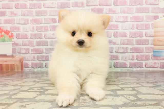 長野県のポメラニアン (Coo&RIKU綿半中野店/2025年3月31日生まれ/女の子/ホワイトクリーム)の子犬
