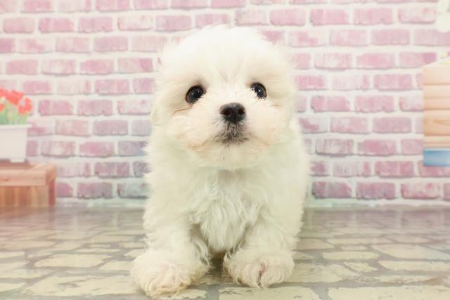 埼玉県のマルチーズ (Coo&RIKUアニマルケアセンター大宮/2025年3月31日生まれ/男の子/ホワイト)の子犬