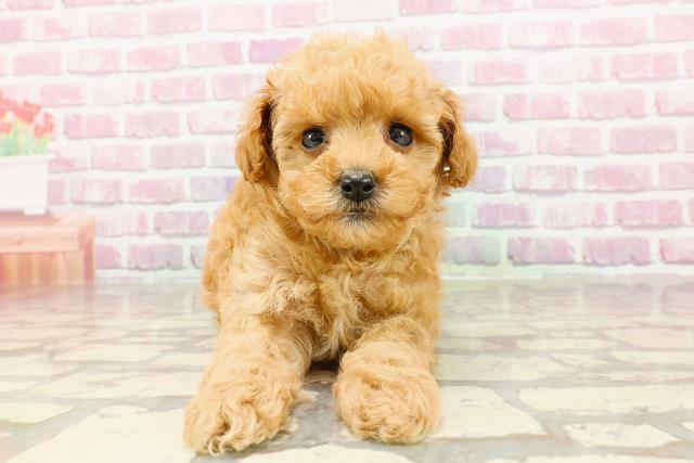 長野県のトイプードル(トイ) (Coo&RIKU長野店/2025年3月30日生まれ/女の子/アプリコット)の子犬