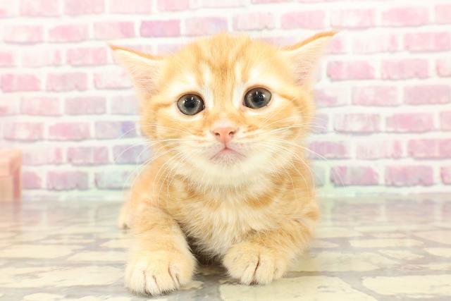 栃木県のミヌエット（長足） (Coo&RIKU小山店/2025年3月30日生まれ/男の子/レッドタビー)の子猫