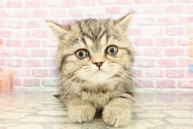 神奈川県のエキゾチック (Coo&RIKU江の島店/2025年3月26日生まれ/男の子/ブラウンタビー)の子猫
