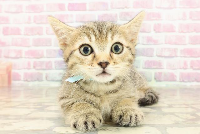東京都のミヌエット (Coo&RIKU高円寺店/2025年3月29日生まれ/男の子/ブラウンタビー)の子猫