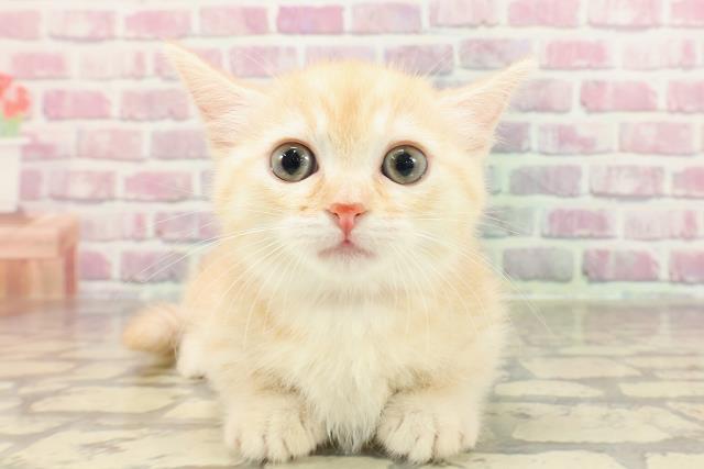 東京都のミヌエット (Coo&RIKU大久保店/2025年3月29日生まれ/女の子/レッドタビーホワイト)の子猫