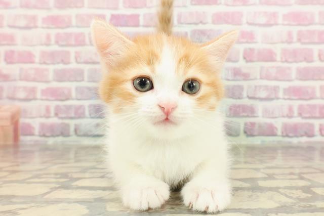 北海道のマンチカン (Coo&RIKU帯広店/2025年3月31日生まれ/男の子/レッドタビーホワイトバン)の子猫