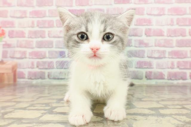 北海道のマンチカン (Coo&RIKU岩見沢店/2025年3月31日生まれ/女の子/ブルータビーホワイト)の子猫