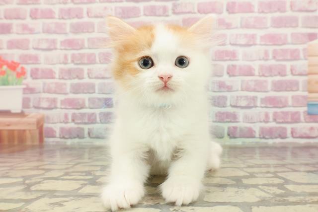 北海道のサイベリアン (Coo&RIKU旭川店/2025年3月31日生まれ/男の子/レッドタビーホワイトバン)の子猫