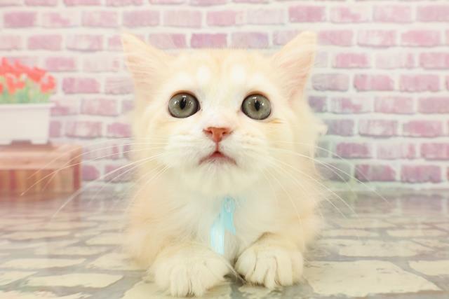 神奈川県のラガマフィン (Coo&RIKU横須賀店/2025年2月11日生まれ/男の子/レッドタビー)の子猫