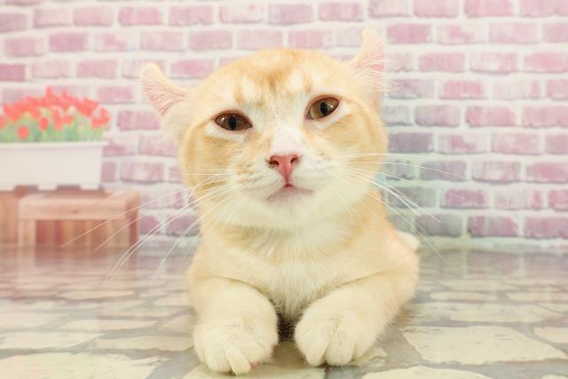 群馬県のアメリカンカール (Coo&RIKU前橋店/2025年1月16日生まれ/男の子/レッドタビー)の子猫