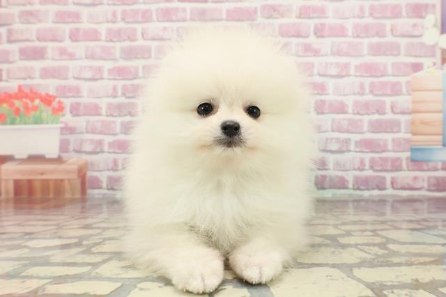 埼玉県のポメラニアン (Coo&RIKUアニマルケアセンター大宮/2025年3月18日生まれ/男の子/クリーム)の子犬