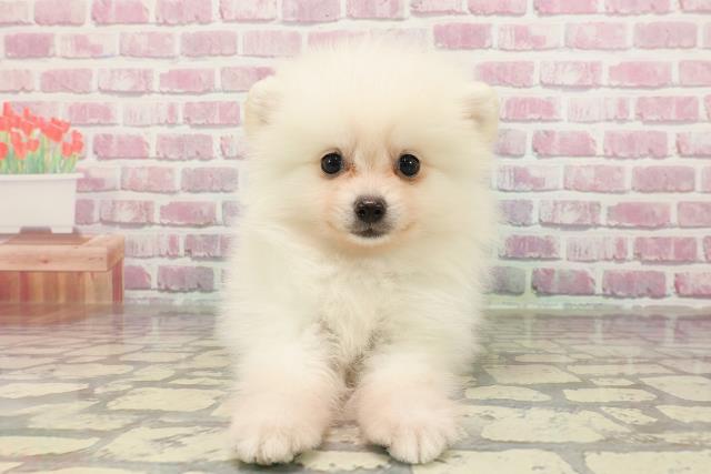 埼玉県のポメラニアン (Coo&RIKUアニマルケアセンター大宮/2025年3月27日生まれ/男の子/クリーム)の子犬