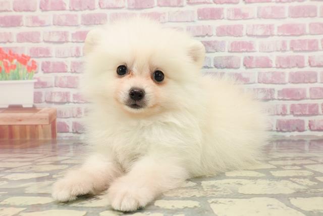 栃木県のポメラニアン (Coo&RIKU宇都宮店/2025年3月27日生まれ/男の子/クリーム)の子犬の2枚目の画像
