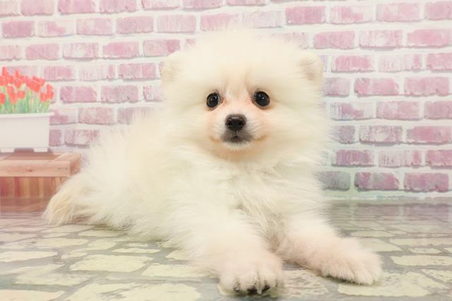 栃木県のポメラニアン (Coo&RIKU宇都宮店/2025年3月27日生まれ/男の子/クリーム)の子犬の3枚目の画像