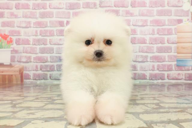 神奈川県のポメラニアン (Coo&RIKU横浜青葉店/2025年3月27日生まれ/男の子/クリーム)の子犬