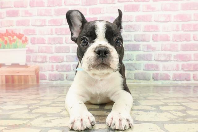 神奈川県のフレンチブルドッグ (Coo&RIKU小田原店/2025年4月1日生まれ/男の子/パイド)の子犬