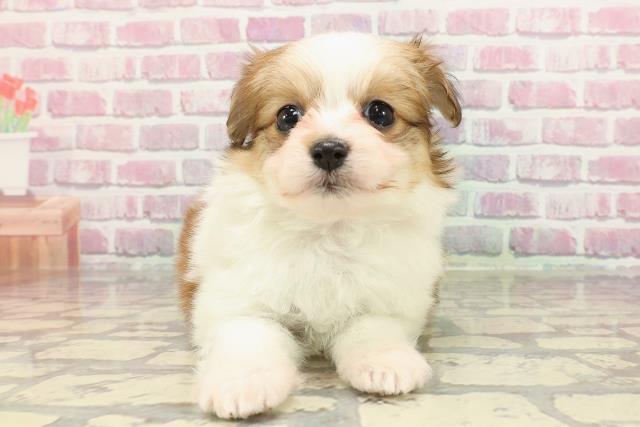 千葉県のハーフ犬・ミックス犬 (Coo&RIKU八街店/2025年3月30日生まれ/女の子/ホワイトブラウン)の子犬