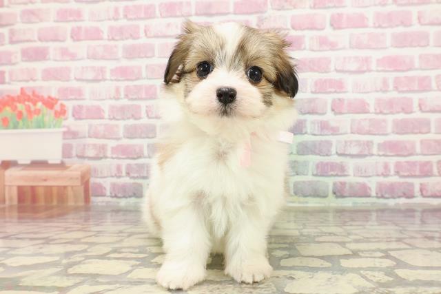 神奈川県のハーフ犬・ミックス犬 (Coo&RIKU小田原店/2025年3月30日生まれ/女の子/ホワイトブラウン)の子犬
