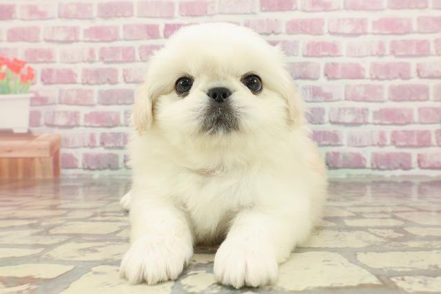 埼玉県のペキニーズ (Coo&RIKUアニマルケアセンター大宮/2025年4月1日生まれ/女の子/クリーム)の子犬