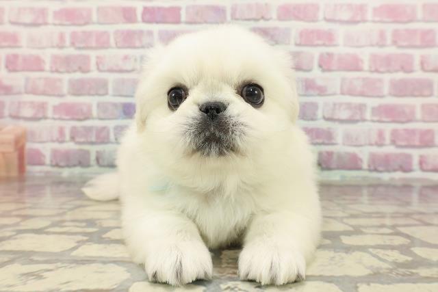 埼玉県のペキニーズ (Coo&RIKUアニマルケアセンター大宮/2025年4月1日生まれ/男の子/クリーム)の子犬