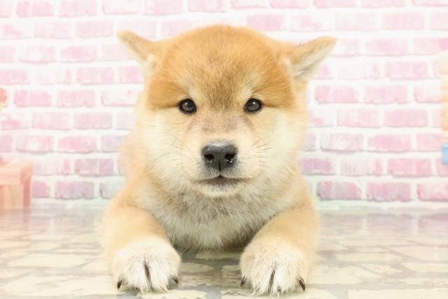 長野県の柴犬(標準サイズ) (Coo&RIKU長野店/2025年4月1日生まれ/男の子/赤)の子犬