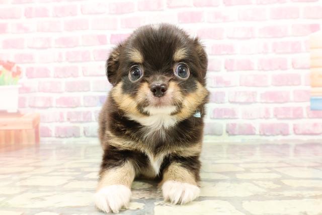 千葉県のチワワ(ロング) (Coo&RIKU市原店/2025年4月1日生まれ/男の子/ブラックタンホワイト)の子犬