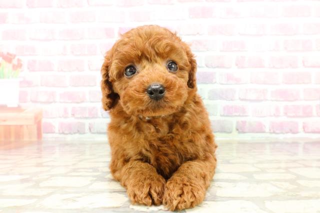長野県のトイプードル(トイ) (Coo&RIKU綿半権堂店/2025年3月30日生まれ/男の子/レッド)の子犬