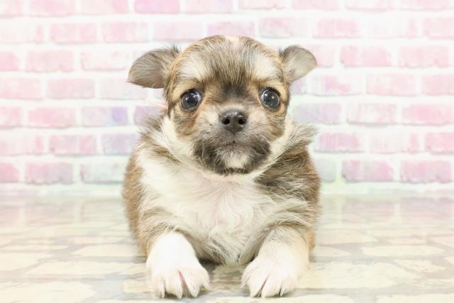 新潟県のチワワ(ロング) (Coo&RIKU上越店/2025年3月29日生まれ/女の子/レッドホワイト)の子犬