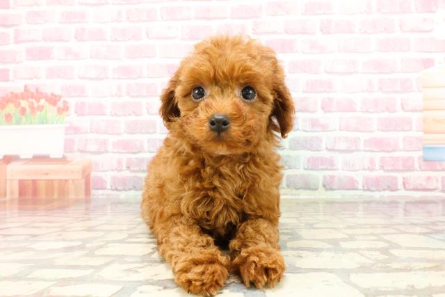 東京都のトイプードル(トイ) (Coo&RIKU福生店/2025年3月29日生まれ/女の子/レッド)の子犬