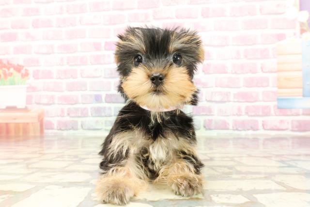 東京都のヨークシャーテリア (Coo&RIKU浅草店/2025年3月30日生まれ/女の子/スチールブルータン)の子犬