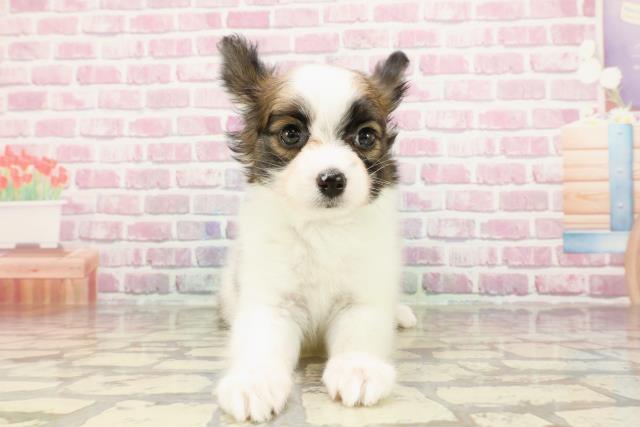 千葉県のパピヨン (Coo&RIKU南柏店/2025年4月1日生まれ/男の子/ホワイトブラウン)の子犬