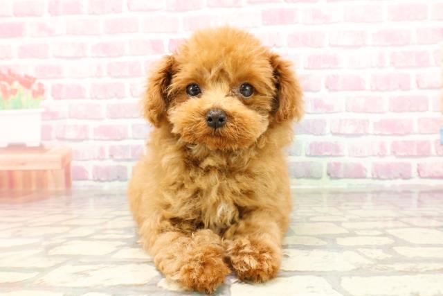 東京都のトイプードル(トイ) (Coo&RIKU吉祥寺店/2025年3月3日生まれ/女の子/レッド)の子犬