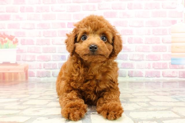静岡県のトイプードル(トイ) (Coo&RIKU静岡SBS通り店/2025年3月22日生まれ/女の子/レッド)の子犬