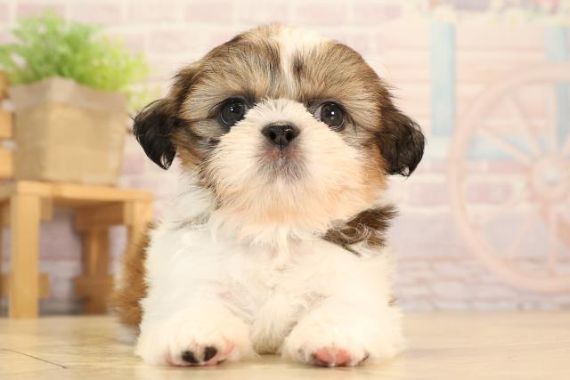 愛知県のシーズー (Coo&RIKU豊田店/2025年4月1日生まれ/男の子/ゴールドホワイト)の子犬
