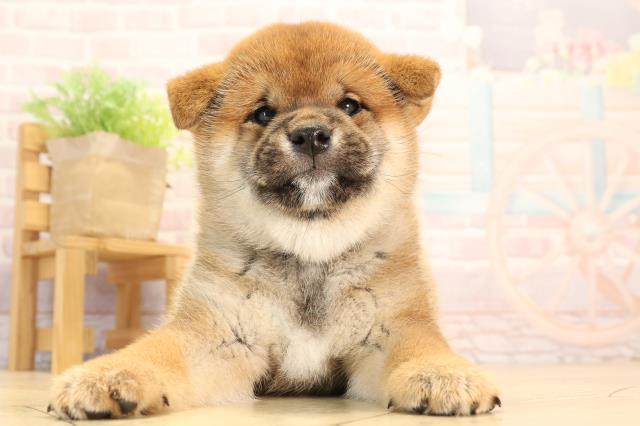 三重県の柴犬(標準サイズ) (Coo&RIKU四日市店/2025年4月1日生まれ/女の子/赤)の子犬