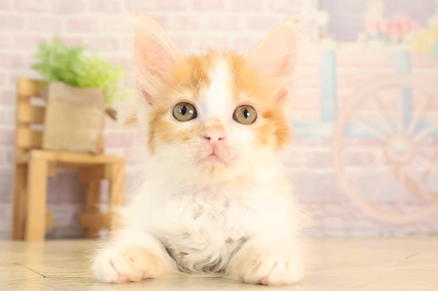 愛知県のメインクーン (Coo&RIKU岡崎店/2025年3月9日生まれ/女の子/レッドタビーホワイト)の子猫
