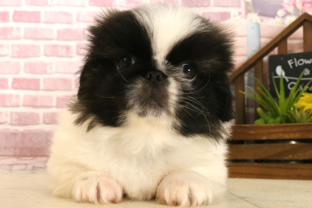 鹿児島県のペキニーズ (Coo&RIKU鹿屋店/2025年4月1日生まれ/男の子/フォーンホワイト)の子犬