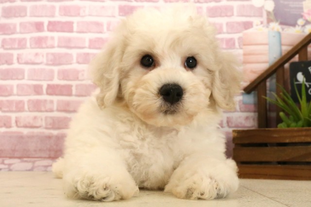 福岡県のビションフリーゼ (Coo&RIKU小倉店/2025年4月1日生まれ/男の子/ホワイト)の子犬