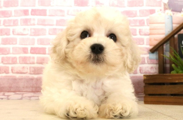 佐賀県のビションフリーゼ (Coo&RIKU佐賀神埼店/2025年4月1日生まれ/女の子/ホワイト)の子犬