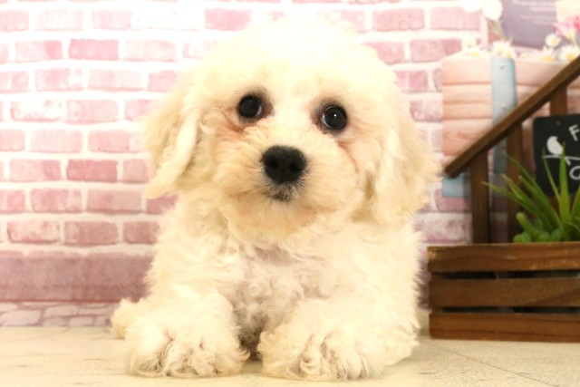 宮崎県のビションフリーゼ (Coo&RIKU宮崎店/2025年4月1日生まれ/女の子/ホワイト)の子犬