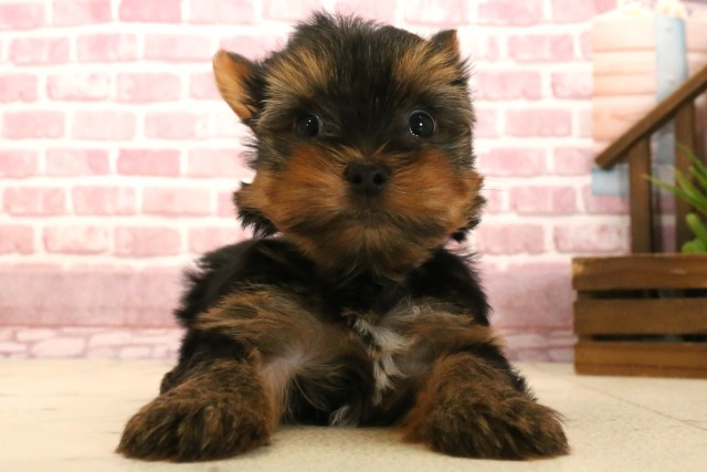 福岡県のヨークシャーテリア (Coo&RIKU小倉店/2025年4月1日生まれ/男の子/スチールブルータン)の子犬