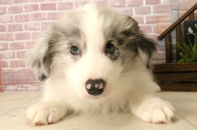 鹿児島県のボーダーコリー (Coo&RIKU鹿児島店/2025年4月1日生まれ/男の子/ブルーマール)の子犬