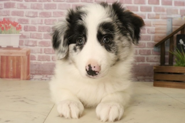 福岡県のボーダーコリー (Coo&RIKU福岡西店/2025年4月1日生まれ/女の子/ブルーマール)の子犬